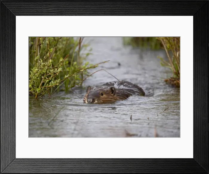 Framed Print : 27386_work Framed Print : 27386_work