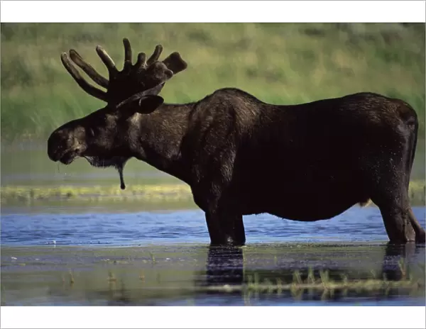 Moose, Yellowstone National Park