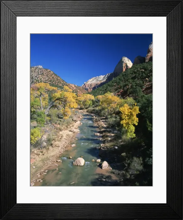 Framed Print : Cottonwood trees in golden fall colours along the banks Framed Print : Cottonwood trees in golden fall colours along the banks