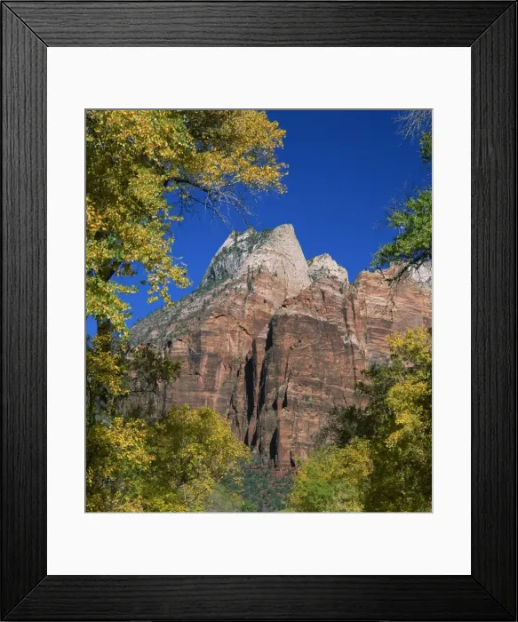 Framed Print : Cottonwood trees in golden fall colours frame rocky Framed Print : Cottonwood trees in golden fall colours frame rocky