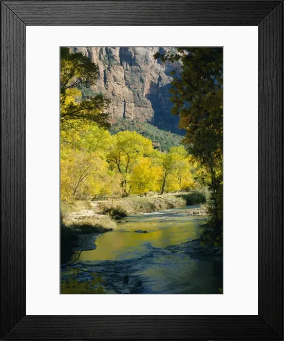 Framed Print : Golden cottonwood trees on banks of the Virgin River Framed Print : Golden cottonwood trees on banks of the Virgin River
