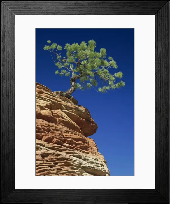Framed Print : Solitary ponderosa pine on top of a sandstone outcrop Framed Print : Solitary ponderosa pine on top of a sandstone outcrop
