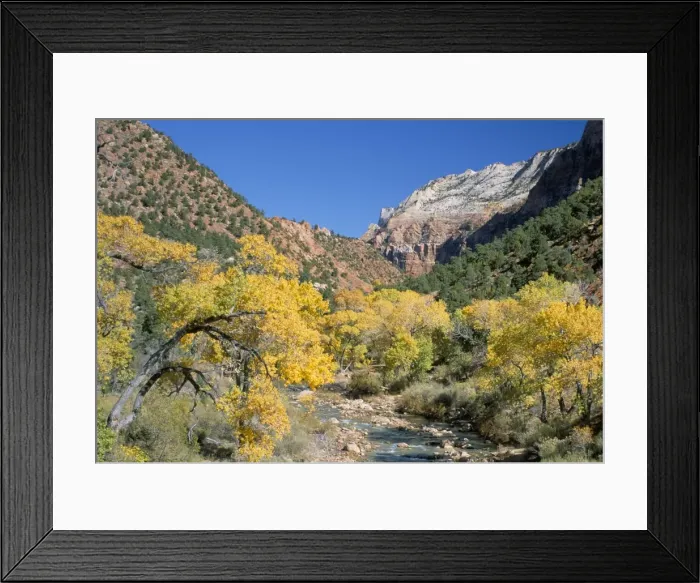Framed Print : Cottonwood trees on the banks of the Virgin River Framed Print : Cottonwood trees on the banks of the Virgin River