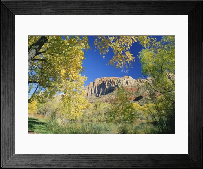 Framed Print : Cliffs of Zion framed by autumn trees Framed Print : Cliffs of Zion framed by autumn trees