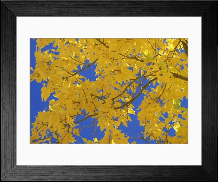 Framed Print : Close-up of golden autumn leaves in the Zion National Park Framed Print : Close-up of golden autumn leaves in the Zion National Park