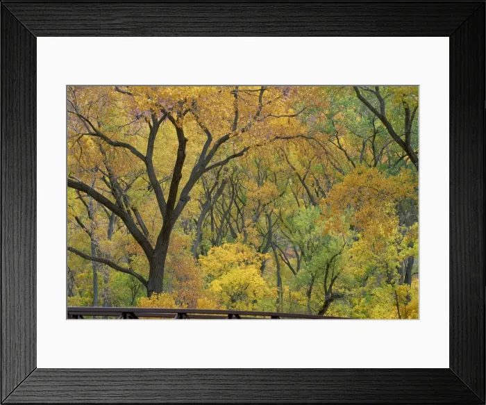 Framed Print : Cottonwood trees in autumn in the Zion National Park in Utah