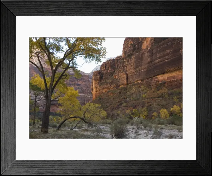 Framed Print : _TUW7245. Zion National Park, Utah, United States of America, North America Framed Print : _TUW7245. Zion National Park, Utah, United States of America, North America