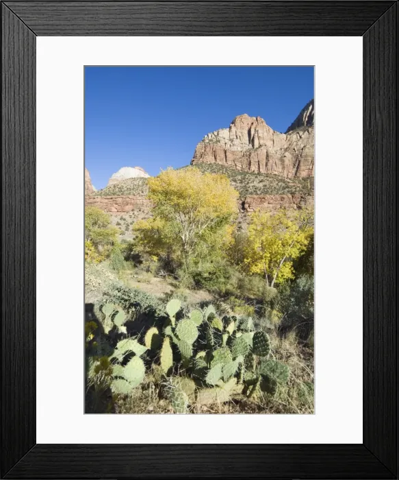 Framed Print : _TUW7168. Zion National Park, Utah, United States of America, North America Framed Print : _TUW7168. Zion National Park, Utah, United States of America, North America