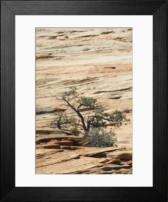 Framed Print : _LEF4869. Zion National Park, Utah, United States of America, North America Framed Print : _LEF4869. Zion National Park, Utah, United States of America, North America