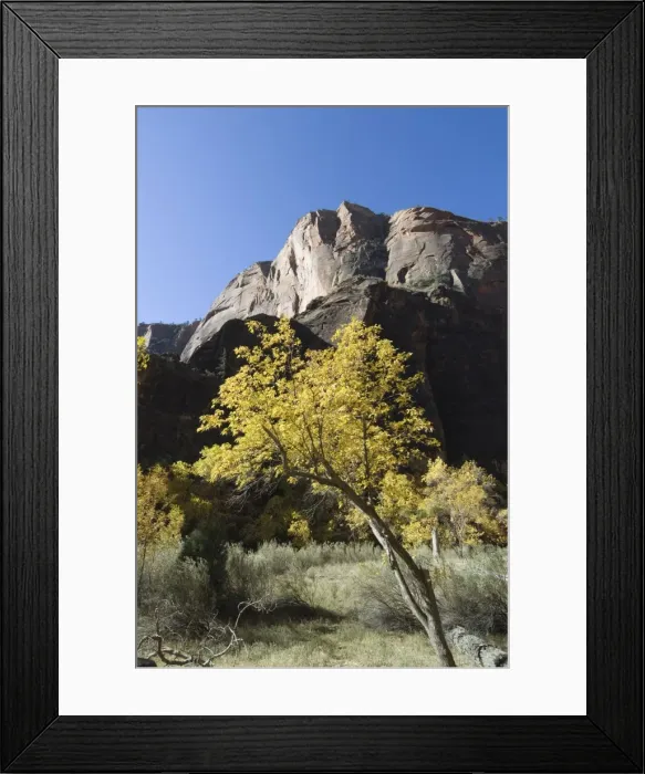 Framed Print : _TUW7266. Zion National Park, Utah, United States of America, North America Framed Print : _TUW7266. Zion National Park, Utah, United States of America, North America