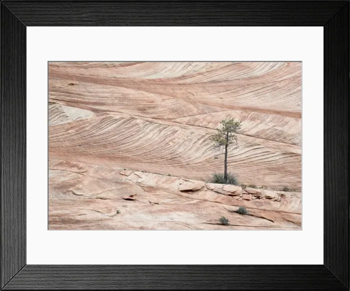 Framed Print : Pine tree and bushes growing on slickrock Framed Print : Pine tree and bushes growing on slickrock