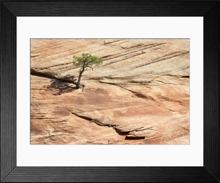 Framed Print : Pine tree on a slickrock face Framed Print : Pine tree on a slickrock face