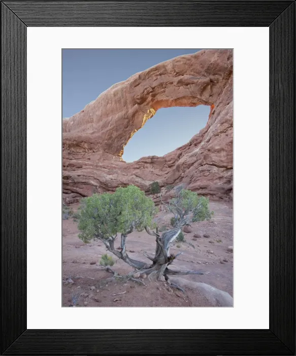 Framed Print : South Window with a juniper Framed Print : South Window with a juniper