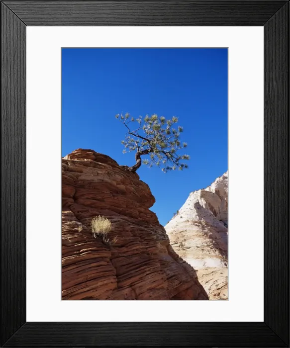 Framed Print : Lone pine, Zion National Park Framed Print : Lone pine, Zion National Park
