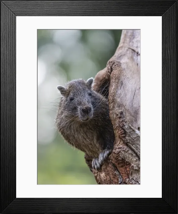 Framed Print : Captive Desmarests hutia (Capromys pilorides) (Cuban hutia), a species of rodent endemic to Cuba Framed Print : Captive Desmarests hutia (Capromys pilorides) (Cuban hutia), a species of rodent endemic to Cuba