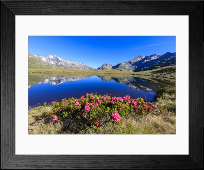 Framed Print : Rhododendrons in bloom at Lake Andossi, Chiavenna Valley, Sondrio province, Valtellina Framed Print : Rhododendrons in bloom at Lake Andossi, Chiavenna Valley, Sondrio province, Valtellina