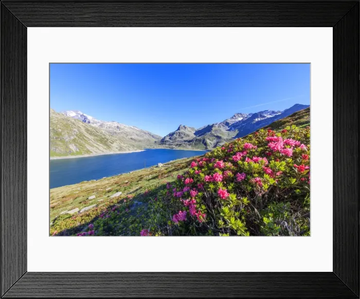 Framed Print : Rhododendrons on the shores of the basin, Montespluga, Chiavenna Valley, Sondrio province