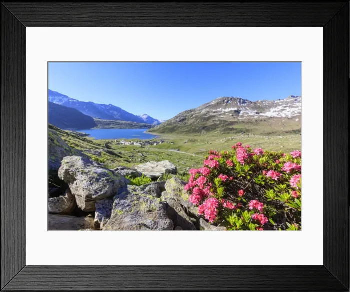 Framed Print : Rhododendrons in bloom at Montespluga, Chiavenna Valley, Sondrio province, Valtellina Framed Print : Rhododendrons in bloom at Montespluga, Chiavenna Valley, Sondrio province, Valtellina