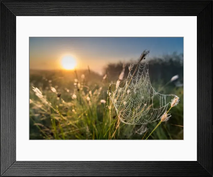 Framed Print : Dew covered spiders web, at sunrise, North Kent Marshes, Kent, England, United Kingdom Framed Print : Dew covered spiders web, at sunrise, North Kent Marshes, Kent, England, United Kingdom