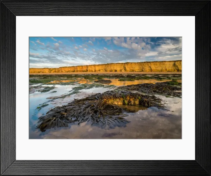 Framed Print : Toothed wrack (Fucus serratus) fronds, exposed on beach at low tide, Reculver, Kent Framed Print : Toothed wrack (Fucus serratus) fronds, exposed on beach at low tide, Reculver, Kent