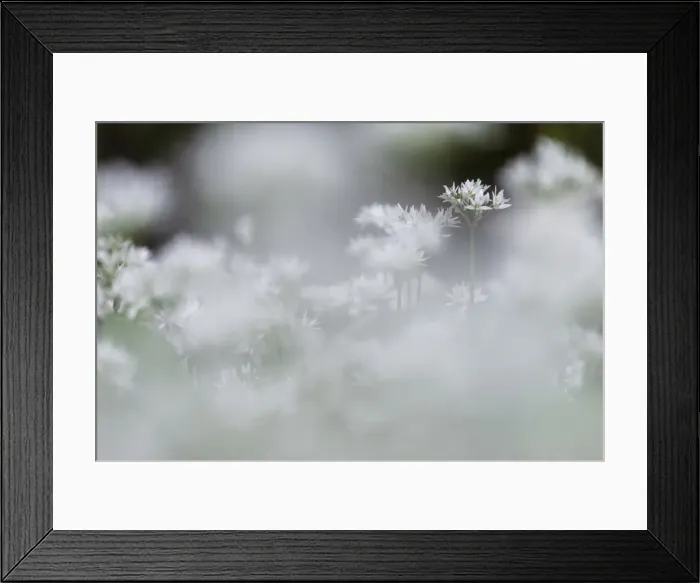 Framed Print : Ramsons (Allium ursinum) flowering mass, growing in coppice woodland habitat, Kent Framed Print : Ramsons (Allium ursinum) flowering mass, growing in coppice woodland habitat, Kent