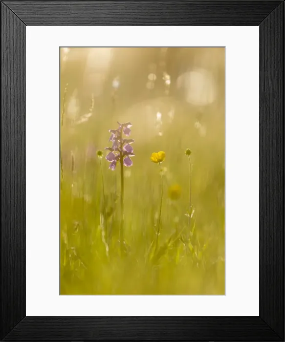 Framed Print : Green-winged orchid (Orchis morio) flowering, growing on meadow in evening sunlight