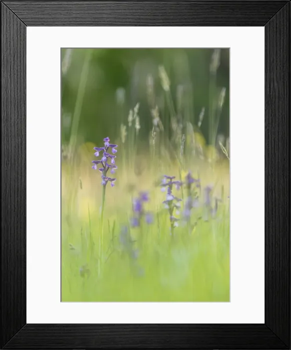 Framed Print : Green-winged orchid (Orchis morio) flowering, growing on meadow in evening sunlight Framed Print : Green-winged orchid (Orchis morio) flowering, growing on meadow in evening sunlight