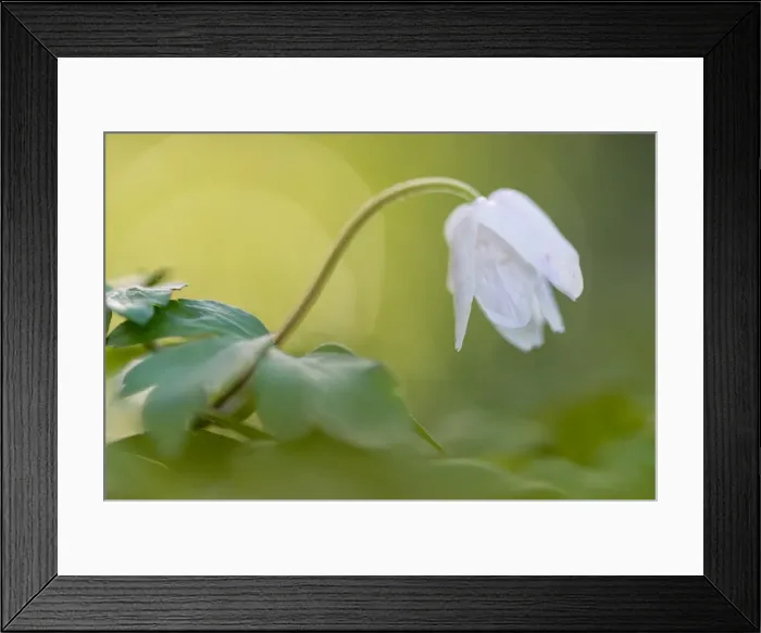 Framed Print : Wood anemone (Anemone nemorosa) flowering, head closed, at sunset, growing in woodland habitat Framed Print : Wood anemone (Anemone nemorosa) flowering, head closed, at sunset, growing in woodland habitat