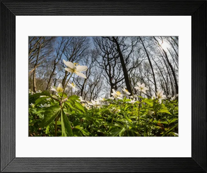 Framed Print : Wood anemone (Anemone nemorosa) flowering in coppice woodland habitat, Kent, England Framed Print : Wood anemone (Anemone nemorosa) flowering in coppice woodland habitat, Kent, England