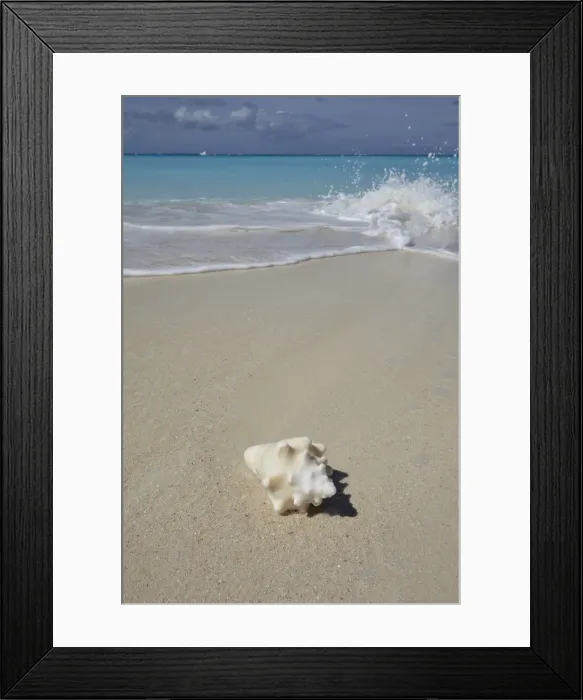 Framed Print : A conch shell on the shore in Grace Bay, Providenciales, Turks and Caicos in the Caribbean Framed Print : A conch shell on the shore in Grace Bay, Providenciales, Turks and Caicos in the Caribbean