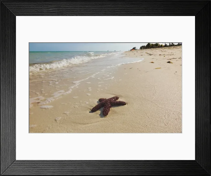 Framed Print : A starfish along the shore of Long Bay beach, Providenciales, Turks and Caicos, in the Caribbean Framed Print : A starfish along the shore of Long Bay beach, Providenciales, Turks and Caicos, in the Caribbean