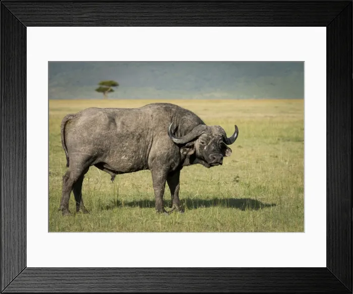 Framed Print : Lone male Cape buffalo (Syncerus caffer) in the Masai Mara, Kenya, East Africa, Africa Framed Print : Lone male Cape buffalo (Syncerus caffer) in the Masai Mara, Kenya, East Africa, Africa