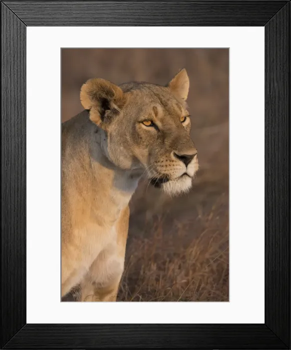 Framed Print : Lioness (Panthera Leo) of the Lemek pride in Lemek Conservancy, Masai Mara, Kenya Framed Print : Lioness (Panthera Leo) of the Lemek pride in Lemek Conservancy, Masai Mara, Kenya