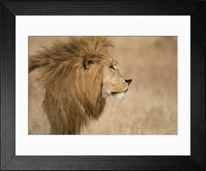 Framed Print : Male lion (Panthera Leo) of the Lemek pride in Lemek Conservancy, Masai Mara, Kenya Framed Print : Male lion (Panthera Leo) of the Lemek pride in Lemek Conservancy, Masai Mara, Kenya