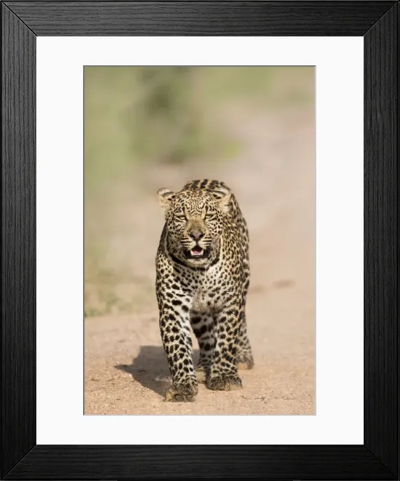 Framed Print : Leopard (Panthera pardus) in Sabi Sands, Greater Kruger, South Africa, Africa Framed Print : Leopard (Panthera pardus) in Sabi Sands, Greater Kruger, South Africa, Africa