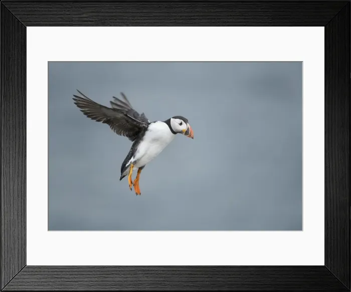 Framed Print : Puffin with cloudy sky flying over Inner Farne, The Farne Islands, Northumberland Framed Print : Puffin with cloudy sky flying over Inner Farne, The Farne Islands, Northumberland