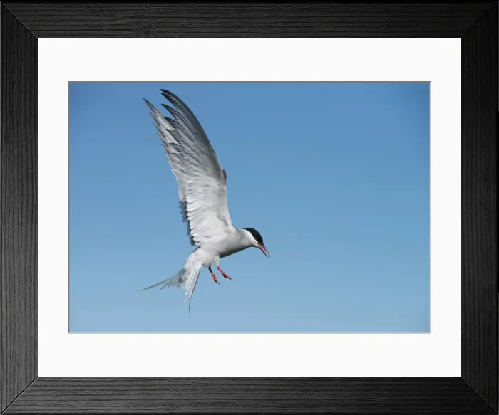 Framed Print : Arctic tern (Sterna paradisaea) on the Farne Islands, Northumberland, England, United Kingdom Framed Print : Arctic tern (Sterna paradisaea) on the Farne Islands, Northumberland, England, United Kingdom