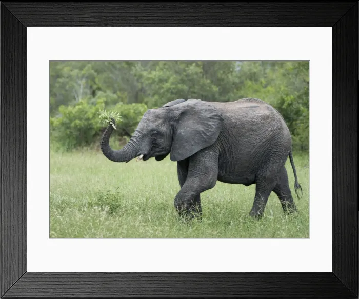 Framed Print : Female elephant (Loxodonta africana) holding foliage in her trunk in Sabi Sands, Greater Kruger Framed Print : Female elephant (Loxodonta africana) holding foliage in her trunk in Sabi Sands, Greater Kruger