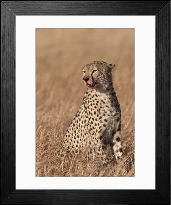Framed Print : Male cheetah (Acinonyx jubatus), mouth stained with blood from feeding, Lemek Conservancy Framed Print : Male cheetah (Acinonyx jubatus), mouth stained with blood from feeding, Lemek Conservancy