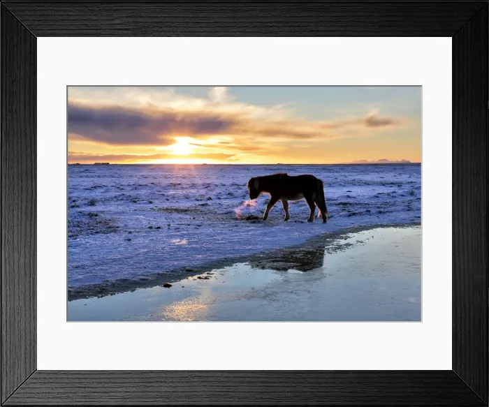 Framed Print : Icelandic horse in snow covered winter landscape at sunset, near Seljalandsfoss Waterfall Framed Print : Icelandic horse in snow covered winter landscape at sunset, near Seljalandsfoss Waterfall