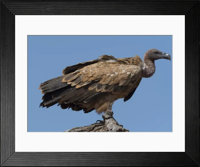 Framed Print : A white-backed vulture (Gyps africanus) on a tree top, Tsavo, Kenya, East Africa, Africa Framed Print : A white-backed vulture (Gyps africanus) on a tree top, Tsavo, Kenya, East Africa, Africa