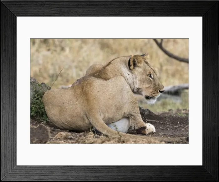 Framed Print : A lioness (Panthera leo) with full stomach after feeding, Tsavo, Kenya, East Africa Framed Print : A lioness (Panthera leo) with full stomach after feeding, Tsavo, Kenya, East Africa