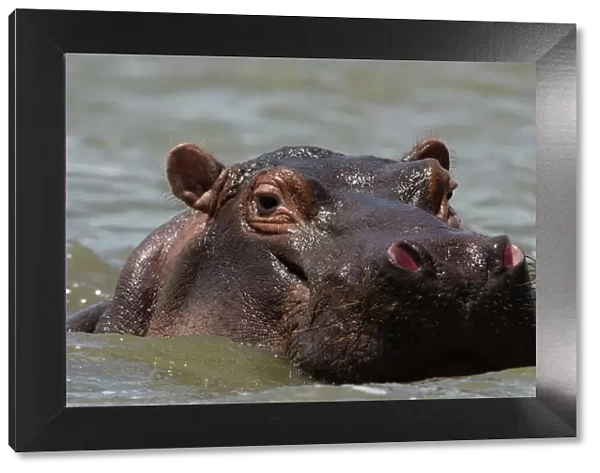 An hippoptamus (Hippopotamus amphibius) submerged in water and looking at the camera