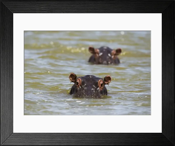 Framed Print : Close up of hippos (Hippopotamus amphibius) submerged in Lake Gipe, Tsavo, Kenya Framed Print : Close up of hippos (Hippopotamus amphibius) submerged in Lake Gipe, Tsavo, Kenya