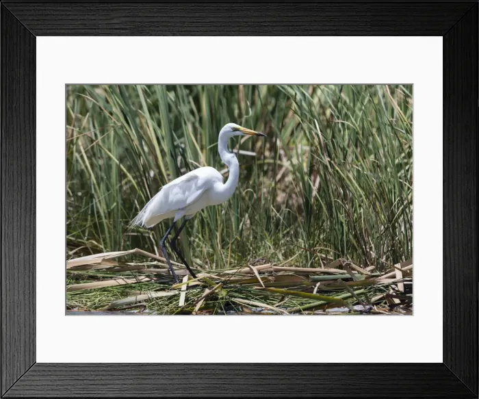 Framed Print : A great egret (Egretta alba) on a lake shore, Tsavo, Kenya, East Africa, Africa Framed Print : A great egret (Egretta alba) on a lake shore, Tsavo, Kenya, East Africa, Africa