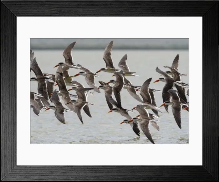 Framed Print : African skimmers (Rynchops flavirostris) in flight over Lake Gipe, Tsavo, Kenya, East Africa Framed Print : African skimmers (Rynchops flavirostris) in flight over Lake Gipe, Tsavo, Kenya, East Africa