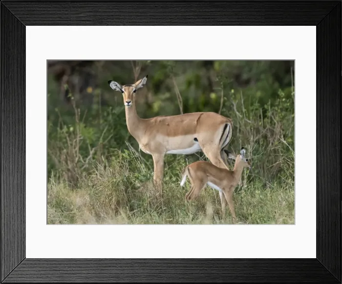 Framed Print : A female impala (Aepyceros melampus) with its calf, Kenya, East Africa, Africa Framed Print : A female impala (Aepyceros melampus) with its calf, Kenya, East Africa, Africa