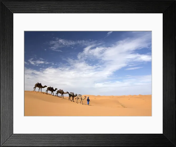 Framed Print : Camels being led over dunes of the Erg Chebbi sand sea, part of the Sahara Desert near Merzouga Framed Print : Camels being led over dunes of the Erg Chebbi sand sea, part of the Sahara Desert near Merzouga