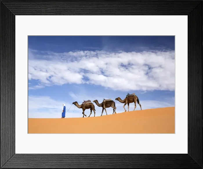 Framed Print : Camels being led over dunes of the Erg Chebbi sand sea, part of the Sahara Desert near Merzouga Framed Print : Camels being led over dunes of the Erg Chebbi sand sea, part of the Sahara Desert near Merzouga