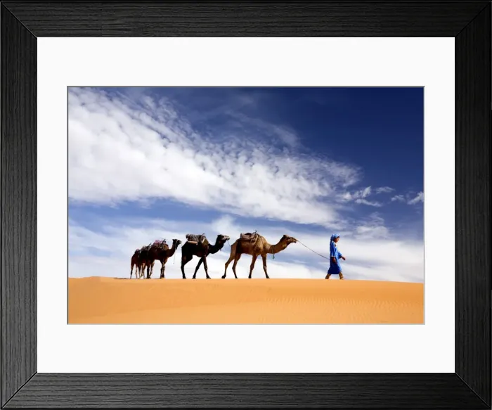 Framed Print : Camels being led over dunes of the Erg Chebbi sand sea, part of the Sahara Desert near Merzouga Framed Print : Camels being led over dunes of the Erg Chebbi sand sea, part of the Sahara Desert near Merzouga